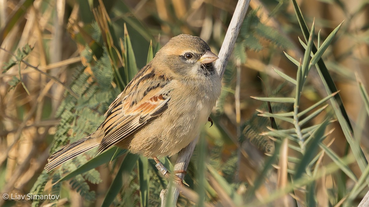 Dead Sea Sparrow - ML646057510