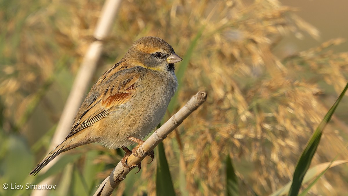 Dead Sea Sparrow - ML646057511