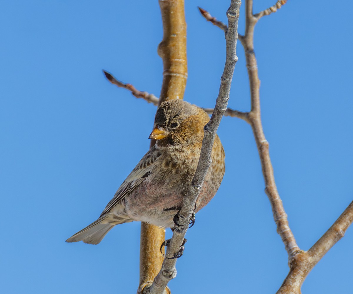 pěnkavice coloradská - ML646057512