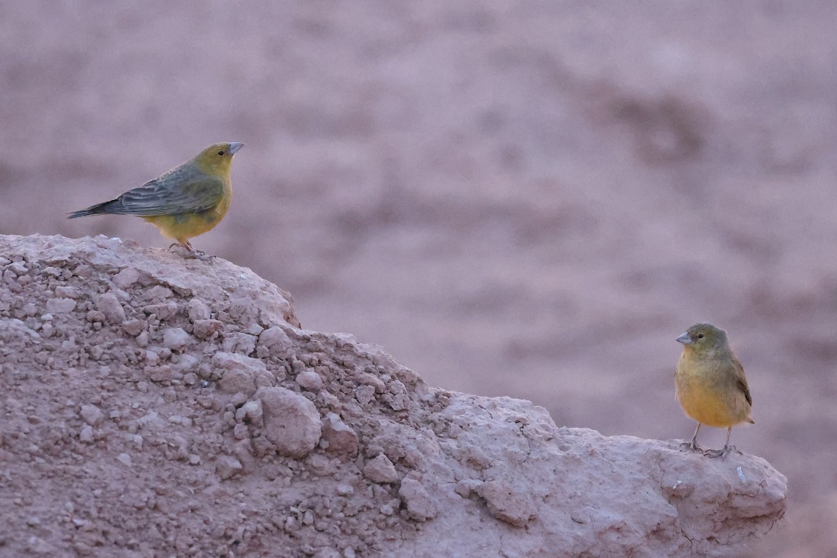 Greenish Yellow-Finch - ML646057513