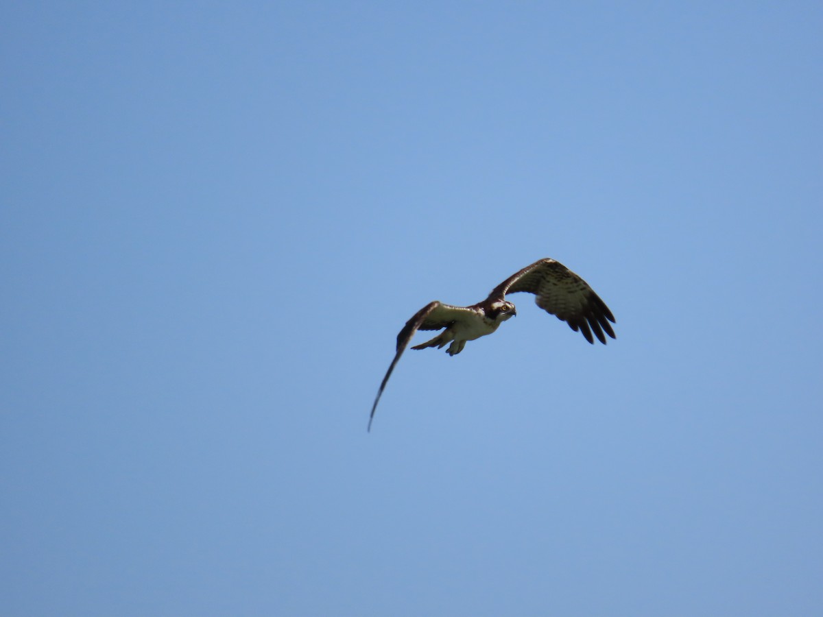 Osprey - ML646057517