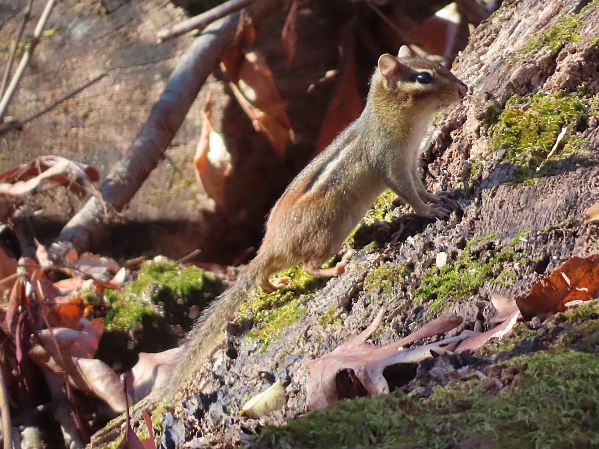 Eastern Chipmunk - ML646057518