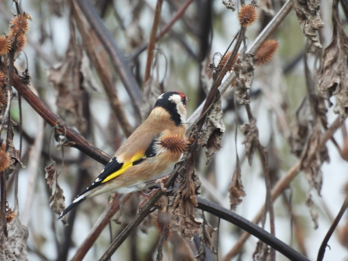 European Goldfinch - ML646057524