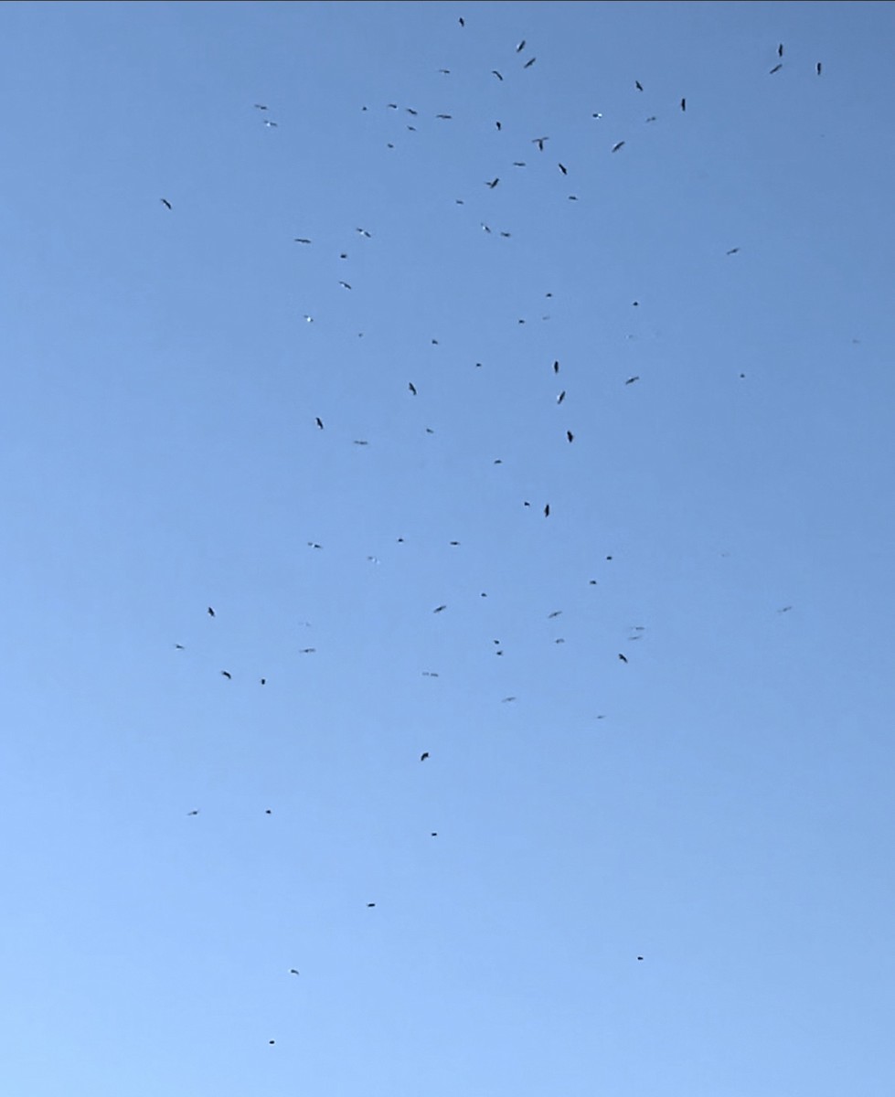 Ring-billed Gull - ML646057530