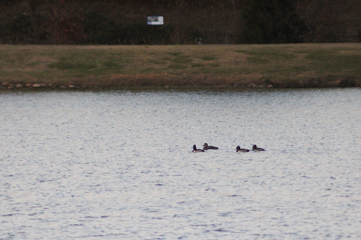 オカヨシガモ - ML646057531