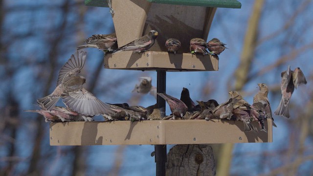 Black Rosy-Finch - ML646057532