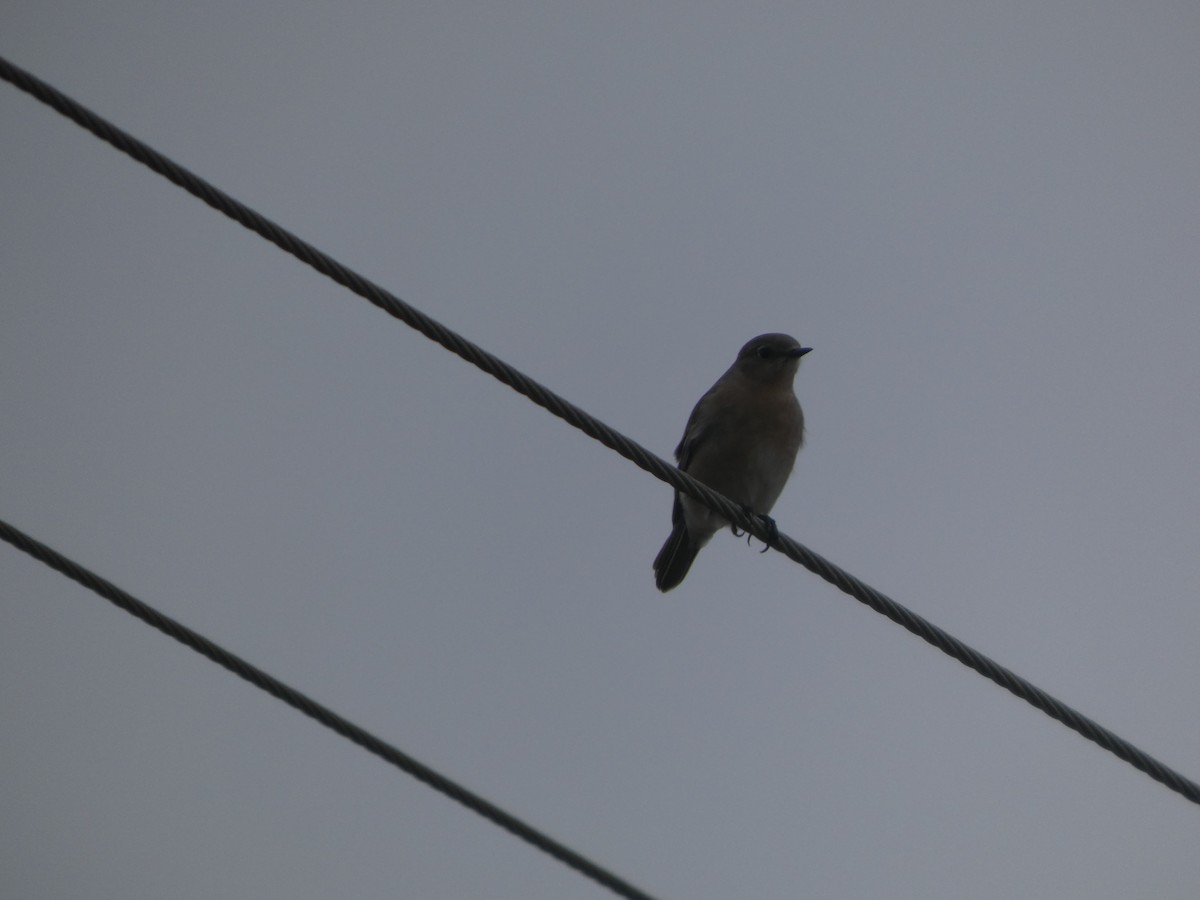 Mountain Bluebird - ML646057533