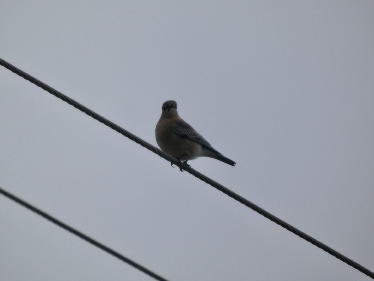 Mountain Bluebird - ML646057537