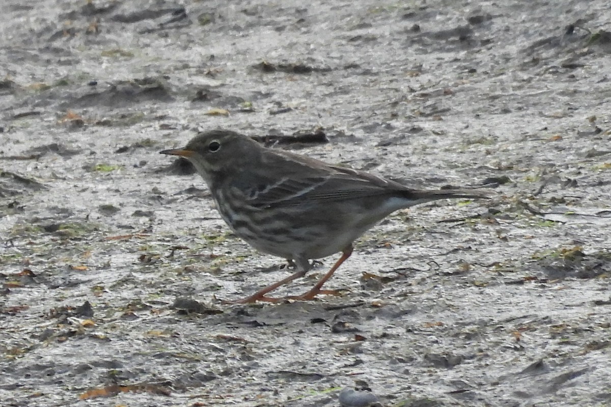 Rock Pipit - ML646057538