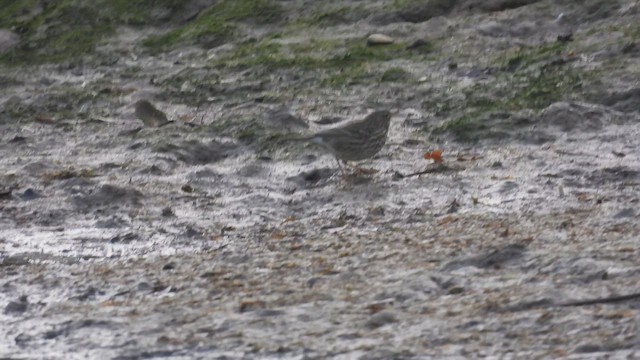 Rock Pipit - ML646057543