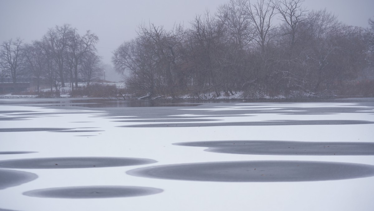 American Herring Gull - ML646057544