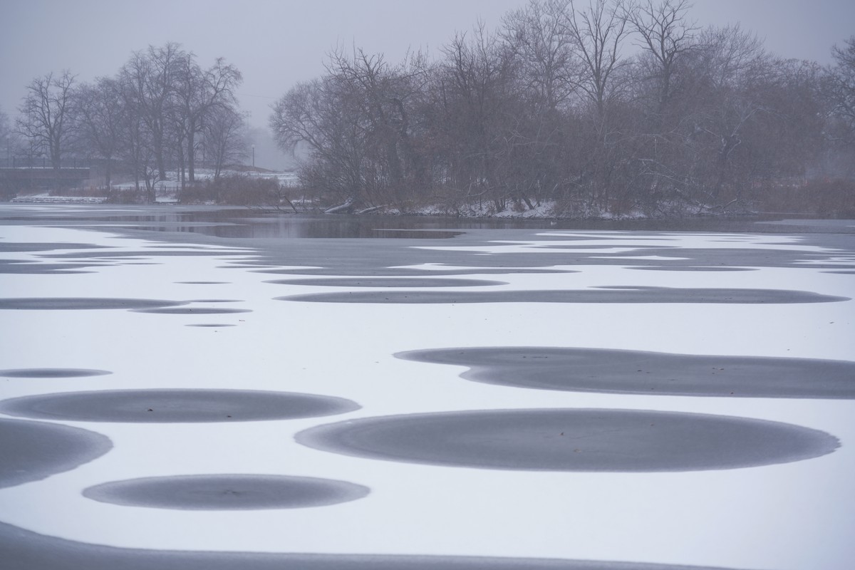 American Herring Gull - ML646057545