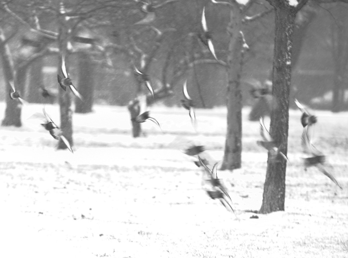 Rock Pigeon (Feral Pigeon) - ML646057546