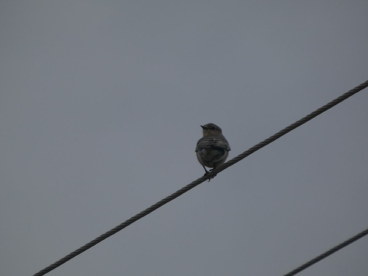 Mountain Bluebird - ML646057547