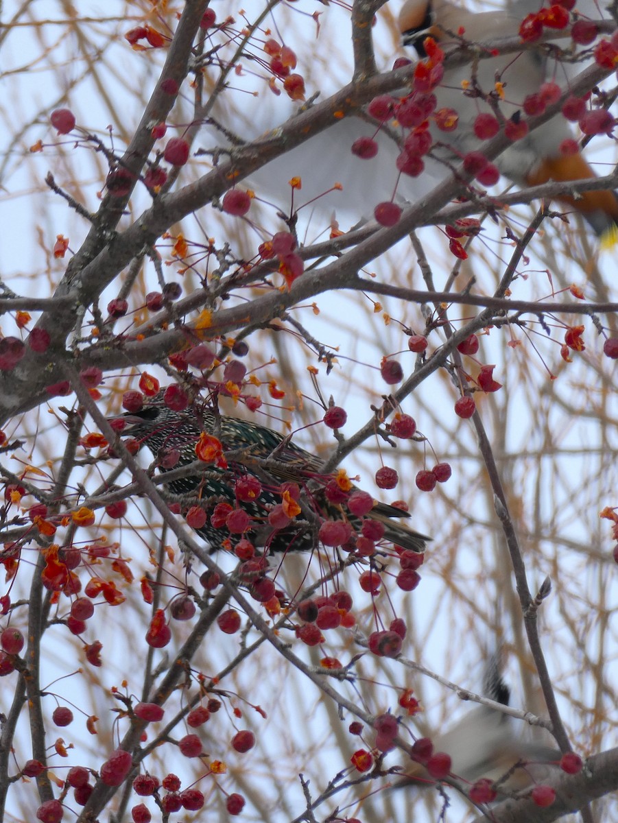 Шпак звичайний - ML646057548