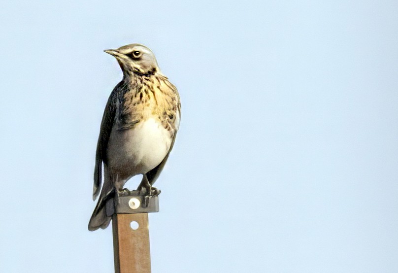 Fieldfare - ML646057559