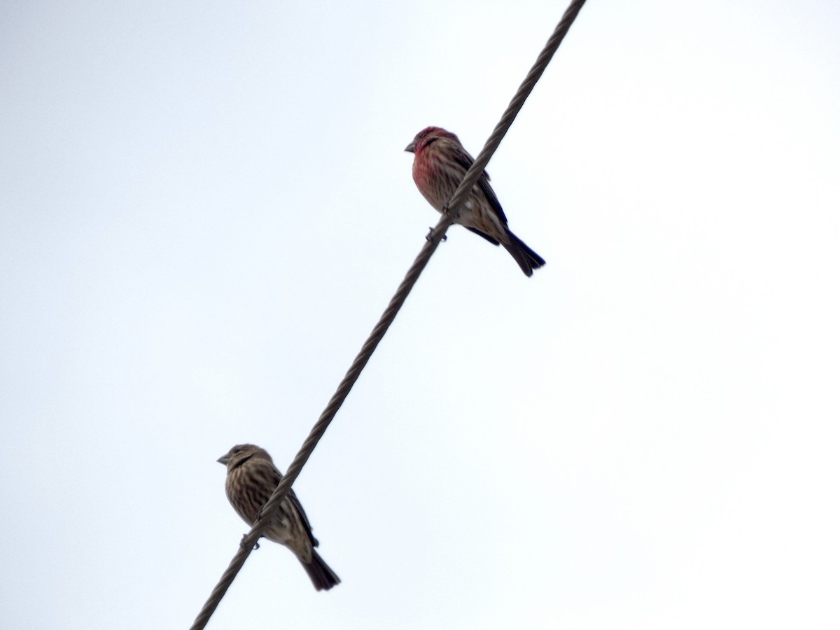 House Finch - ML646057562