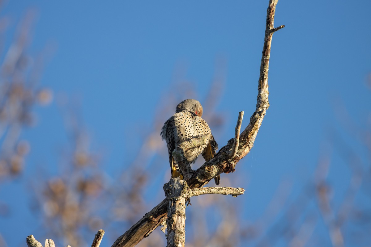 Northern Flicker (Yellow-shafted x Red-shafted) - ML646057565
