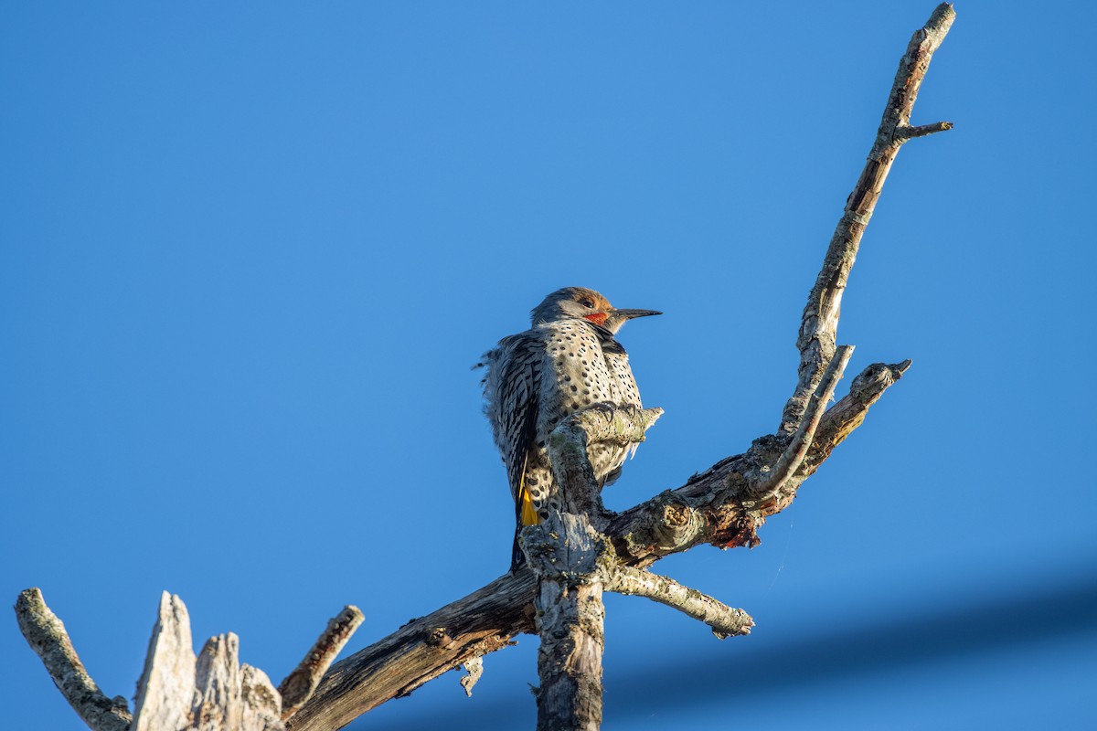 Northern Flicker (Yellow-shafted x Red-shafted) - ML646057566
