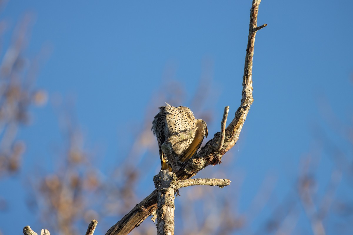 Northern Flicker (Yellow-shafted x Red-shafted) - ML646057567
