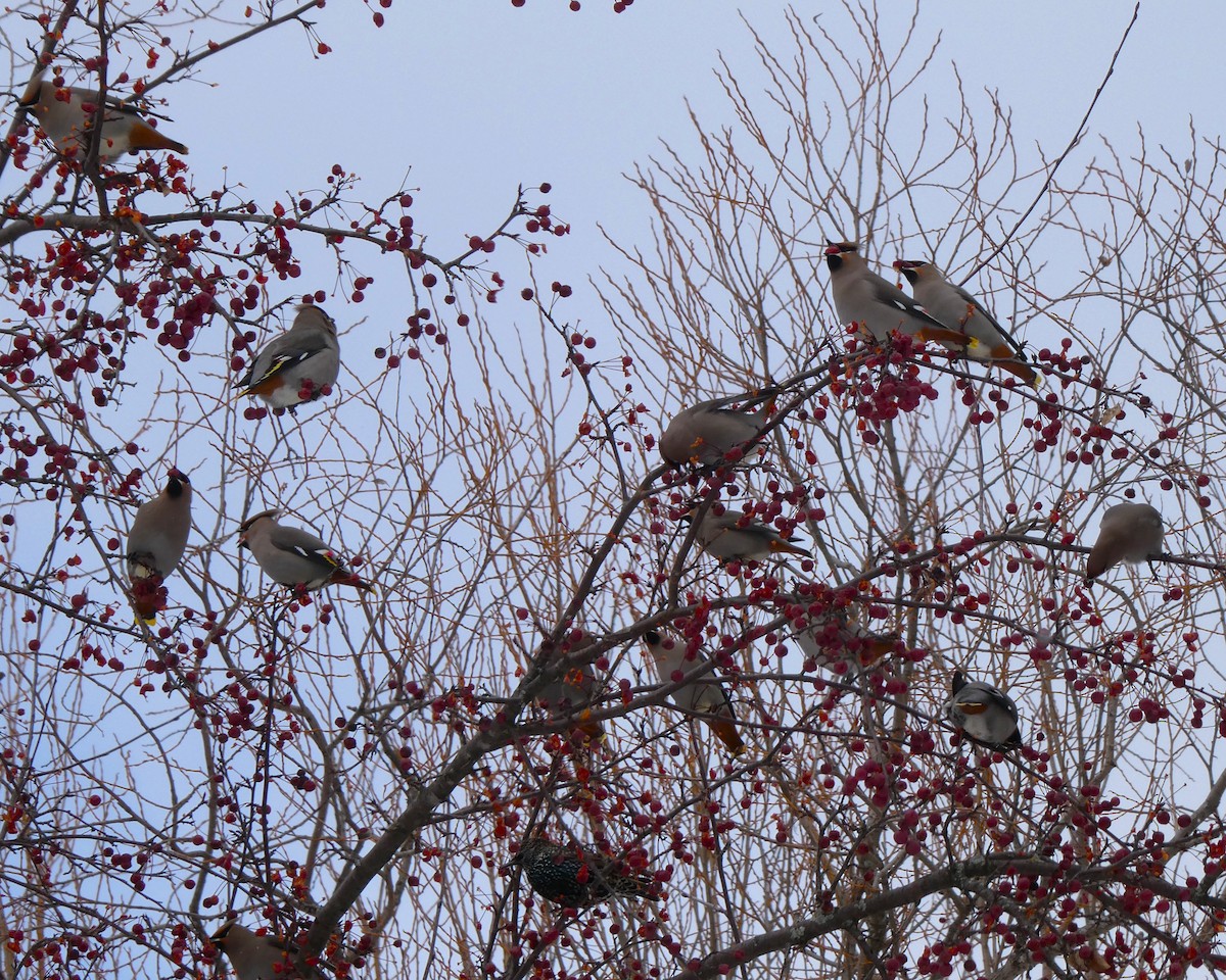 Шпак звичайний - ML646057568