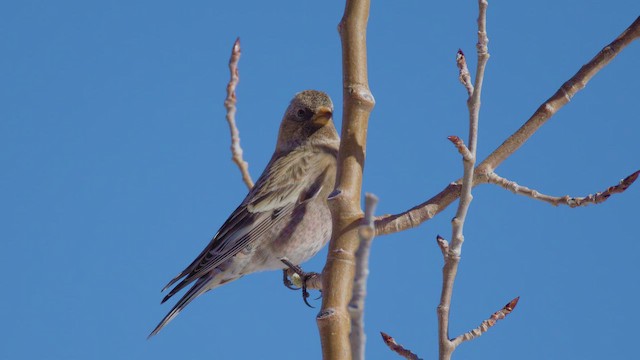 Brown-capped Rosy-Finch - ML646057571