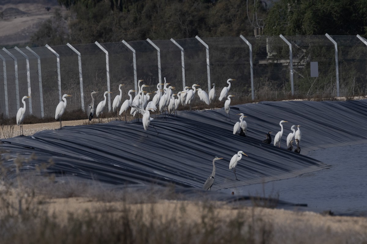 Great Egret - ML646057580