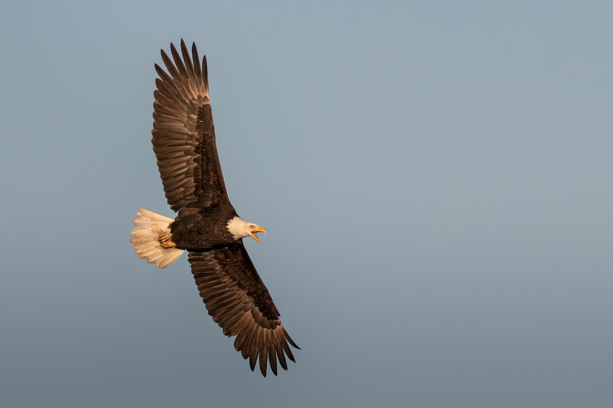 Орлан білоголовий - ML646057581