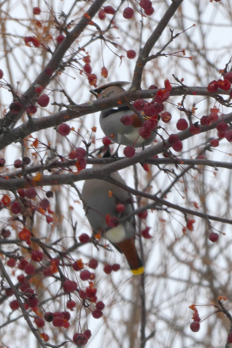 黃連雀 - ML646057582