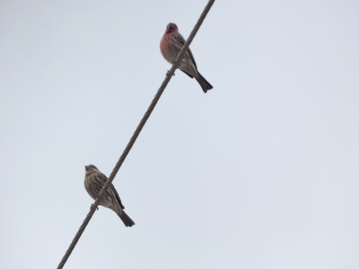 House Finch - ML646057583