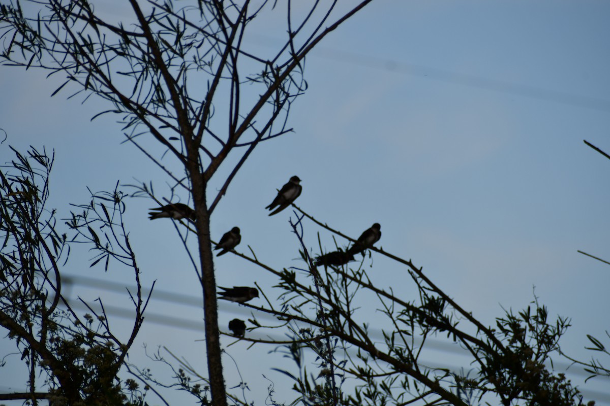 Brown-chested Martin - ML646057586