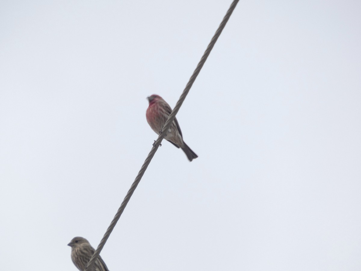 House Finch - ML646057588