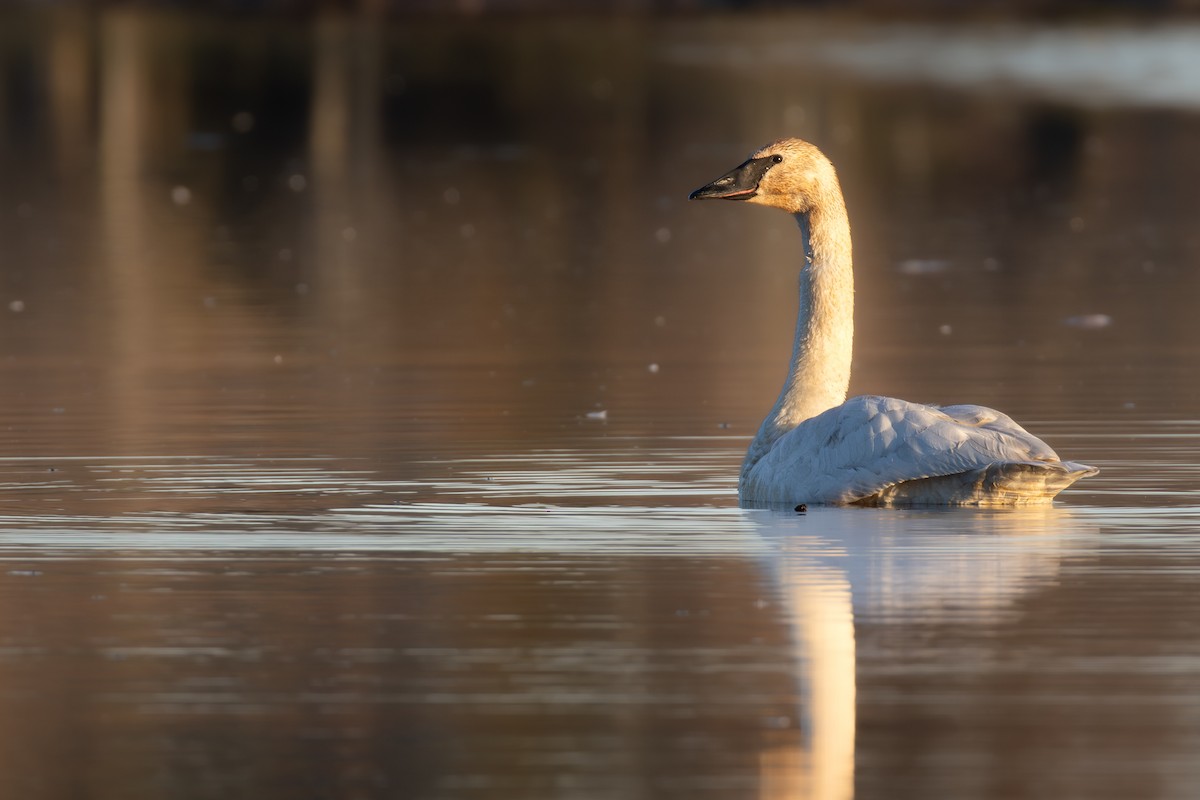 Trumpeter Swan - ML646057591