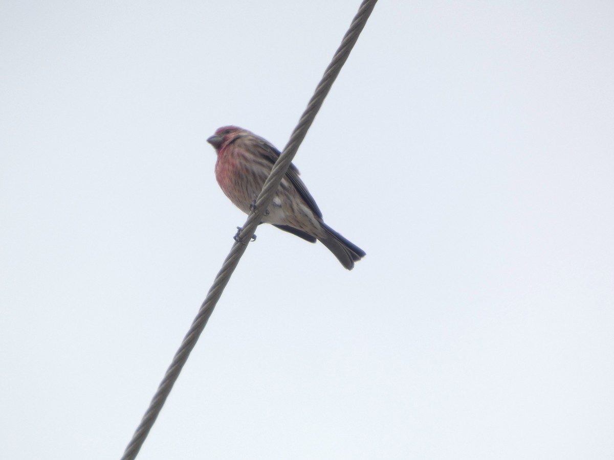 House Finch - ML646057595