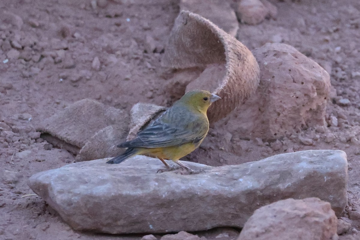 Greenish Yellow-Finch - ML646057597