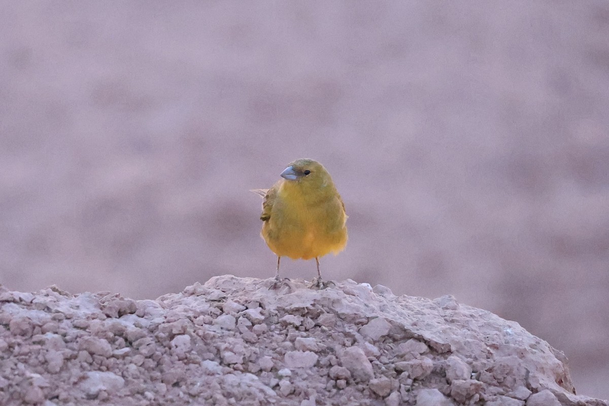 Greenish Yellow-Finch - ML646057598