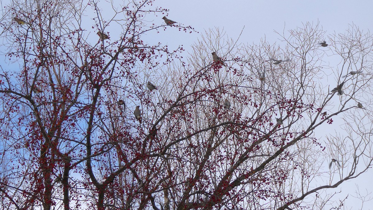 黃連雀 - ML646057606