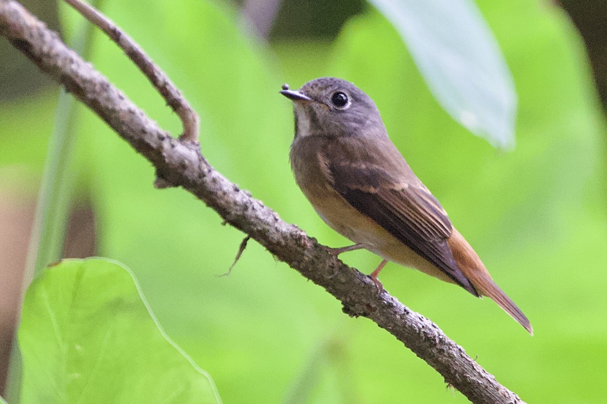 Ferruginous Flycatcher - ML646057613