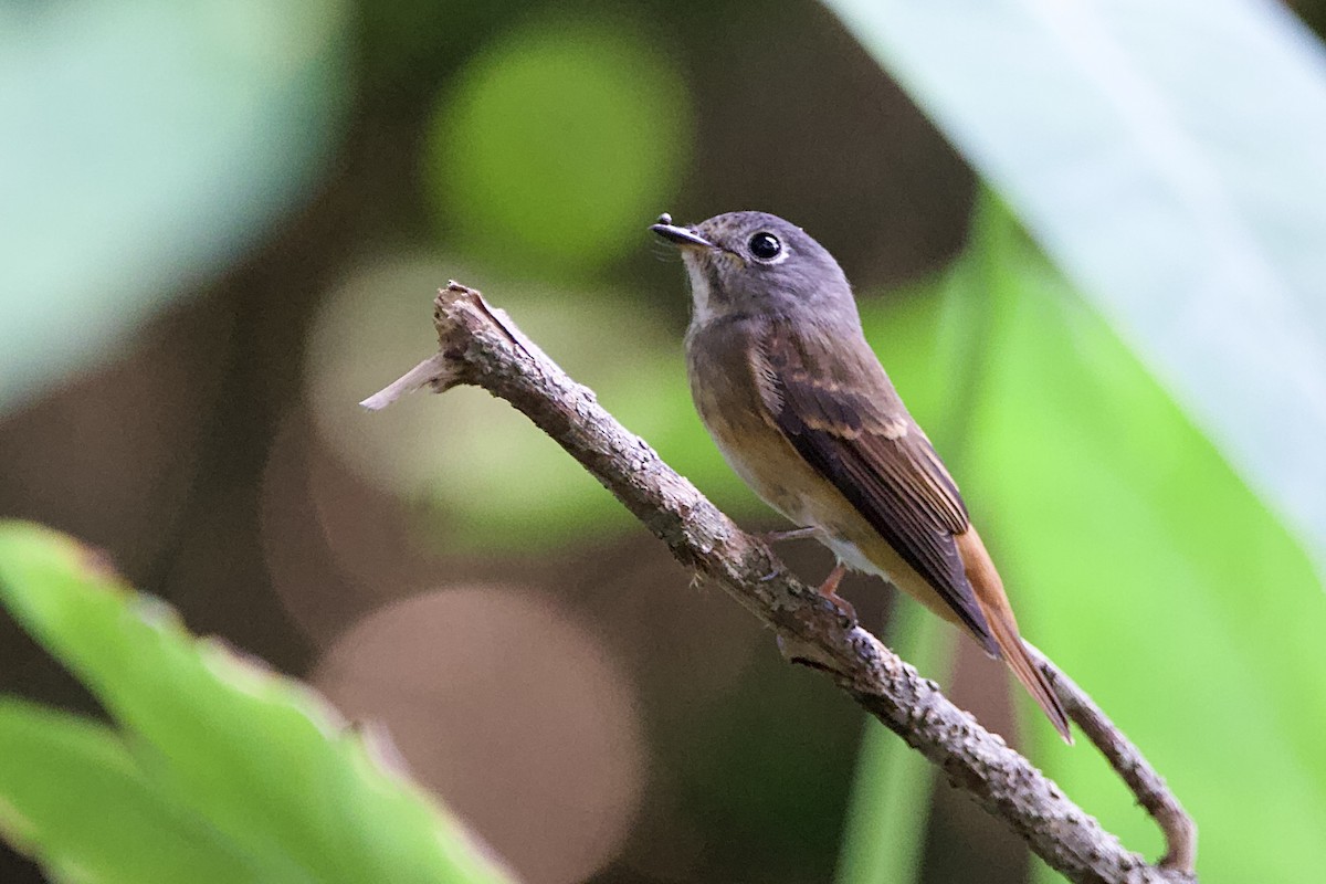 Ferruginous Flycatcher - ML646057614
