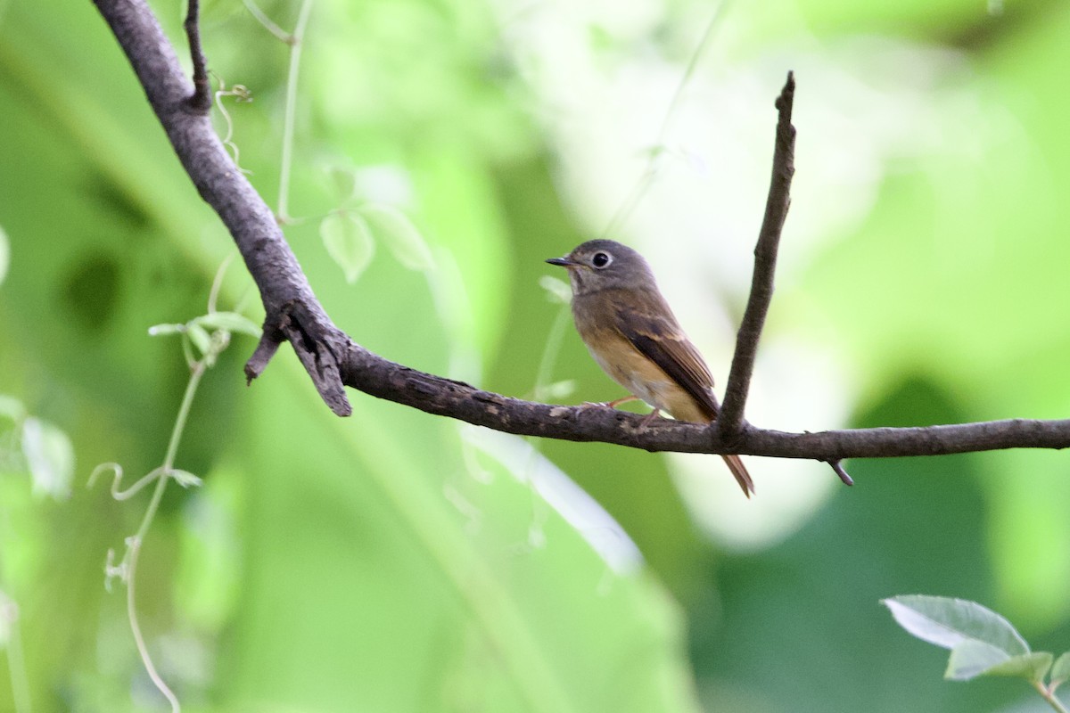 Ferruginous Flycatcher - ML646057615