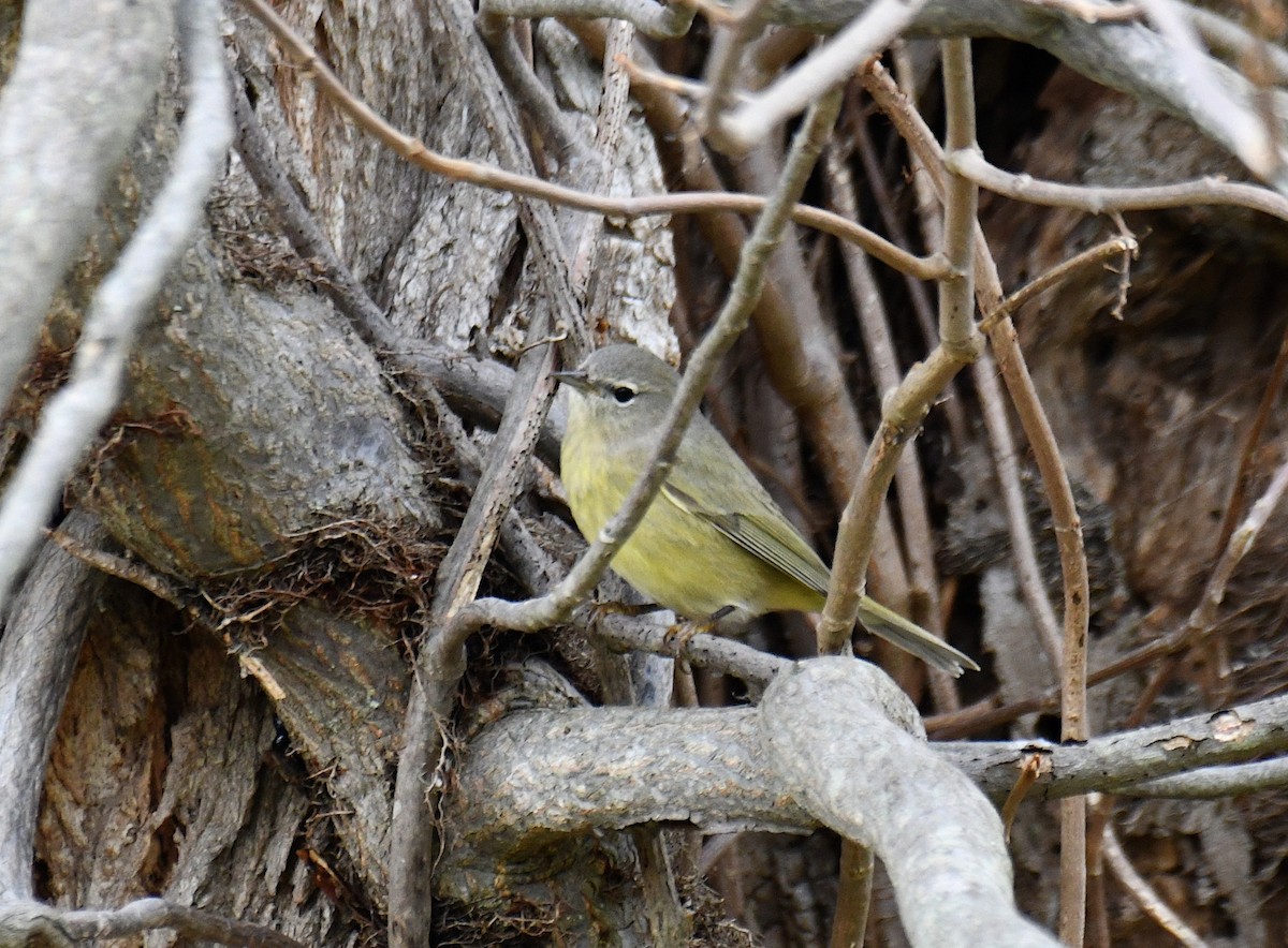 Orange-crowned Warbler - ML646057617