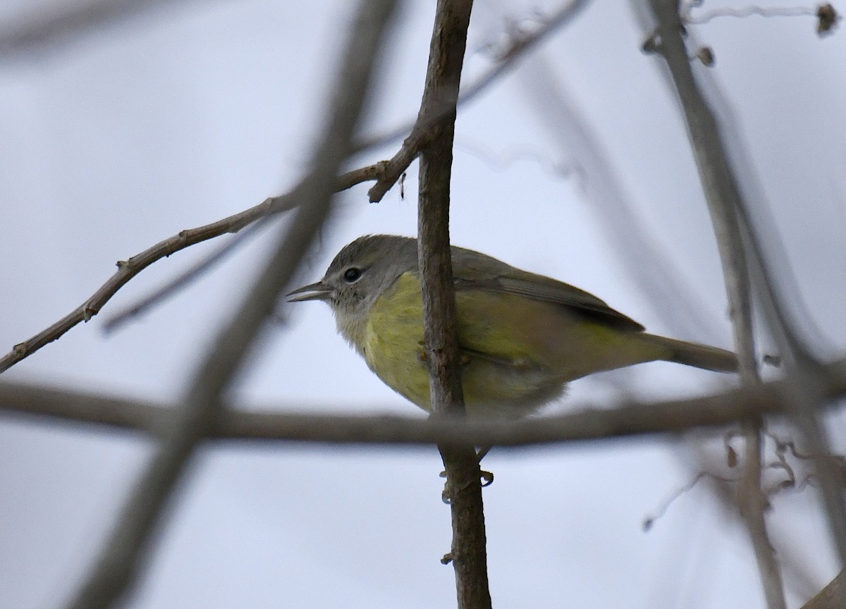 Orange-crowned Warbler - ML646057618