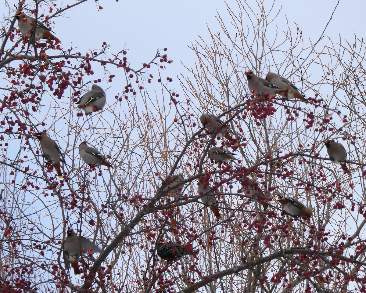 黃連雀 - ML646057625