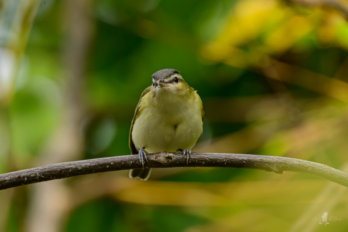 アカメモズモドキ - ML646057628