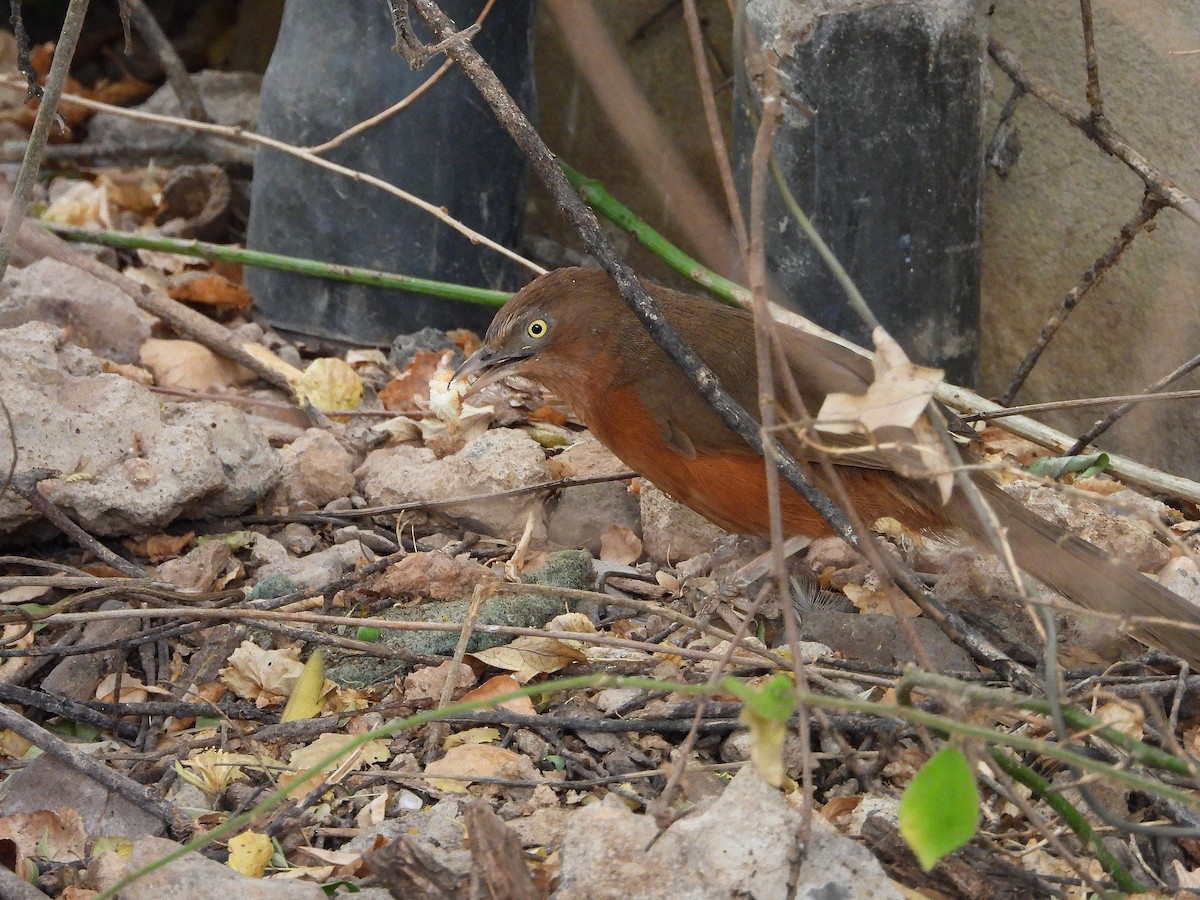 Rufous Chatterer - ML646057630