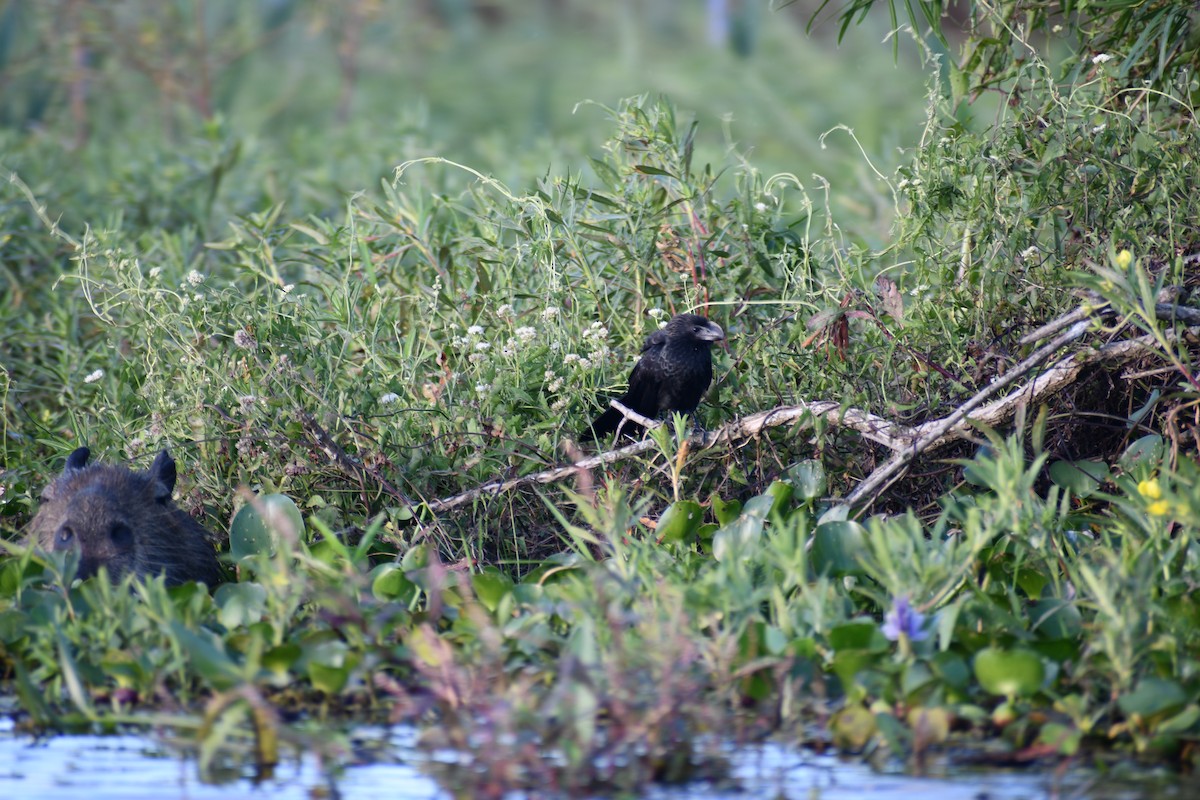 Ані товстодзьобий - ML646057634