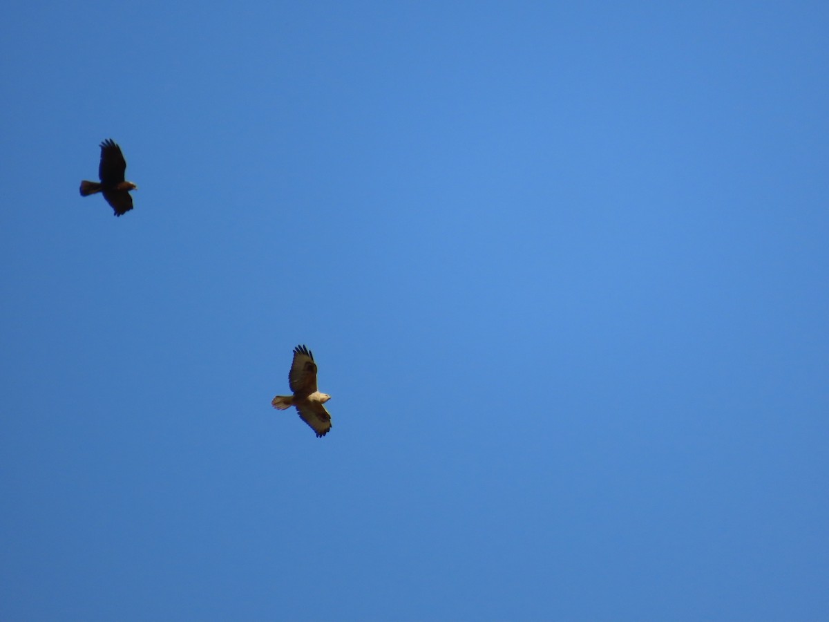 Western Marsh Harrier - ML646057635