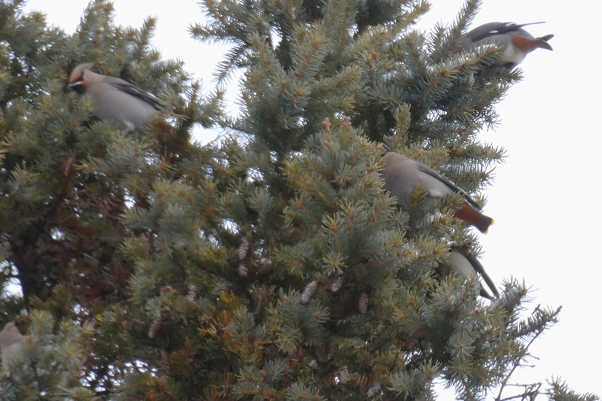 黃連雀 - ML646057637