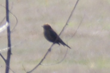 Brewer's Blackbird - ML646057642