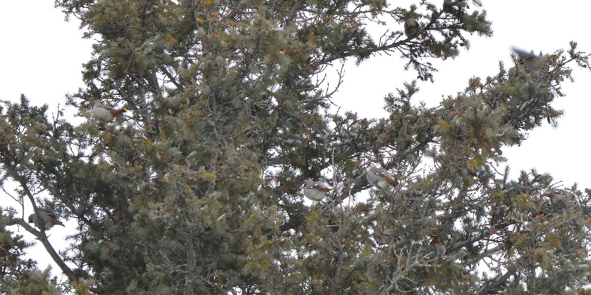 黃連雀 - ML646057644